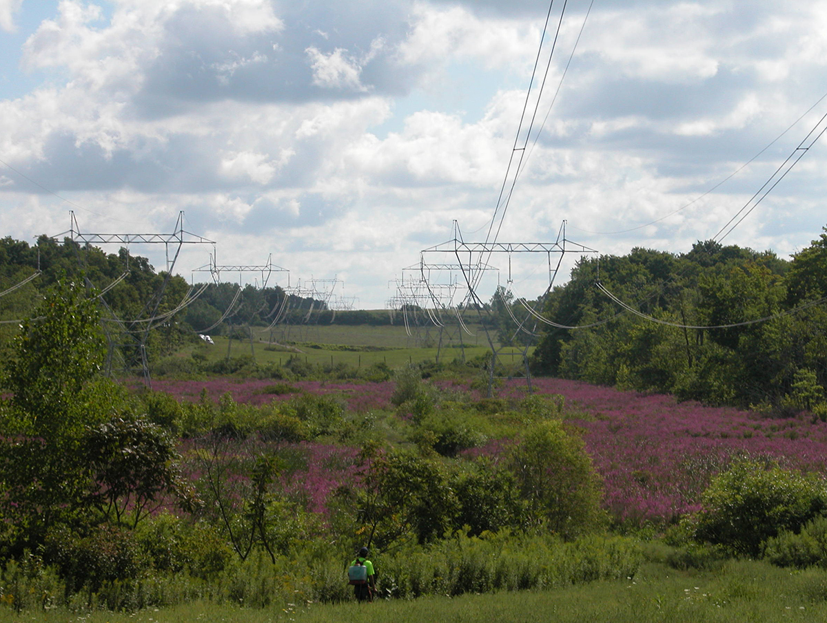 Loosestrife grows under NYPA transmission lines